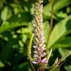 Rozrazilovec viržinský 'Adoration' - Veronicastrum virginicum 'Adoration'