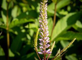 Rozrazilovec viržinský 'Adoration' - Veronicastrum virginicum 'Adoration'