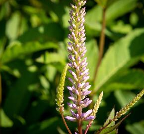 Rozrazilovec viržinský 'Adoration' - Veronicastrum virginicum 'Adoration'