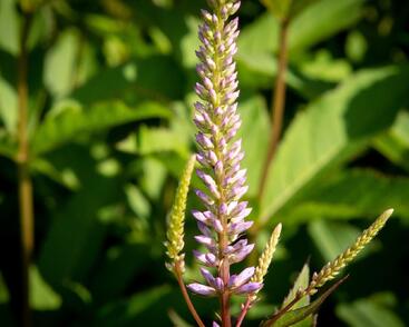 Rozrazilovec viržinský 'Adoration'