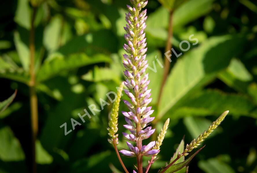 Rozrazilovec viržinský 'Adoration' - Veronicastrum virginicum 'Adoration'