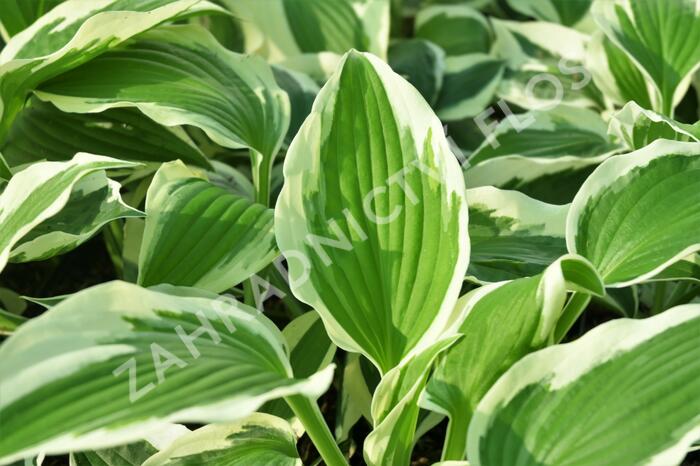 Bohyška 'Variegata F' - Hosta 'Variegata F'