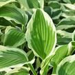 Bohyška 'Variegata F' - Hosta 'Variegata F'