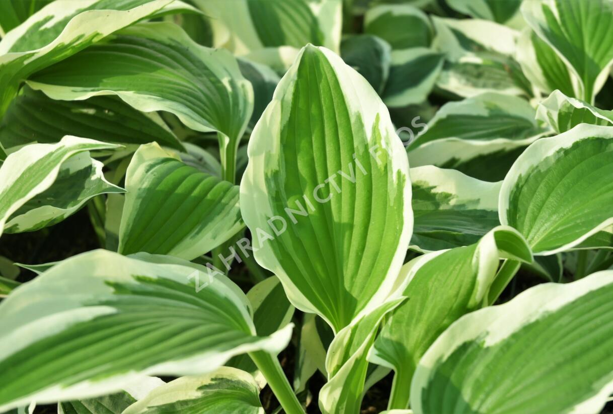 Bohyška 'Variegata F' - Hosta 'Variegata F'