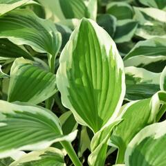 Bohyška 'Variegata F' - Hosta 'Variegata F'