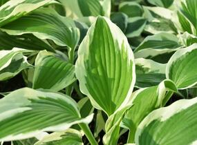 Bohyška 'Variegata F' - Hosta 'Variegata F'