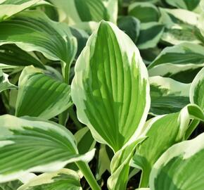 Bohyška 'Variegata F' - Hosta 'Variegata F'