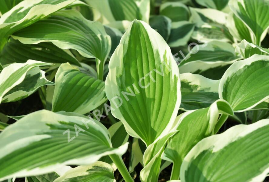 Bohyška 'Variegata F' - Hosta 'Variegata F'