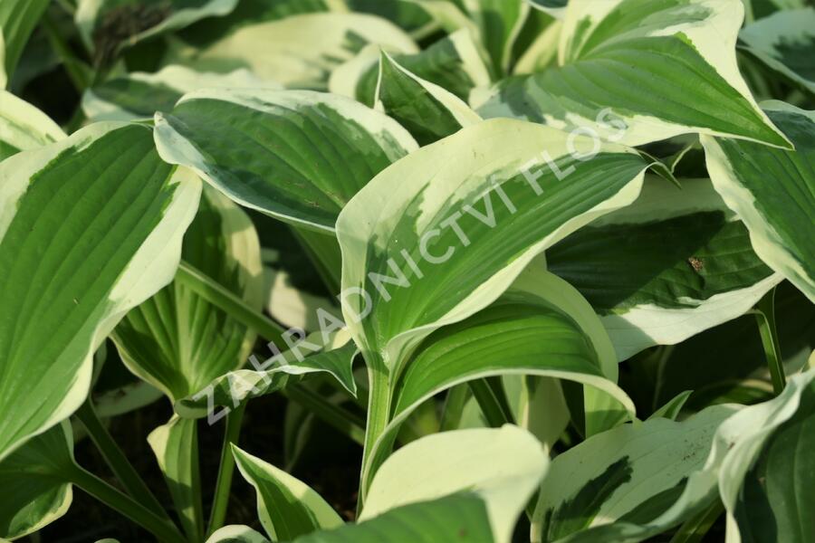 Bohyška 'Variegata F' - Hosta 'Variegata F'