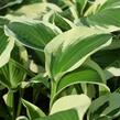 Bohyška 'Variegata F' - Hosta 'Variegata F'