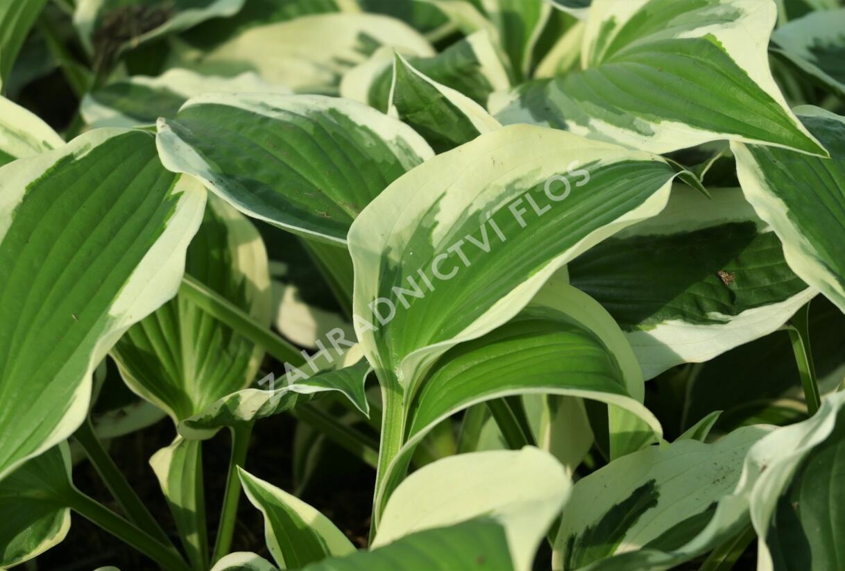 Bohyška 'Variegata F' - Hosta 'Variegata F'