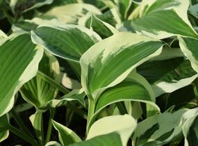 Bohyška 'Variegata F' - Hosta 'Variegata F'