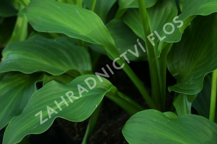 Bohyška vlnitolistá - Hosta undulata