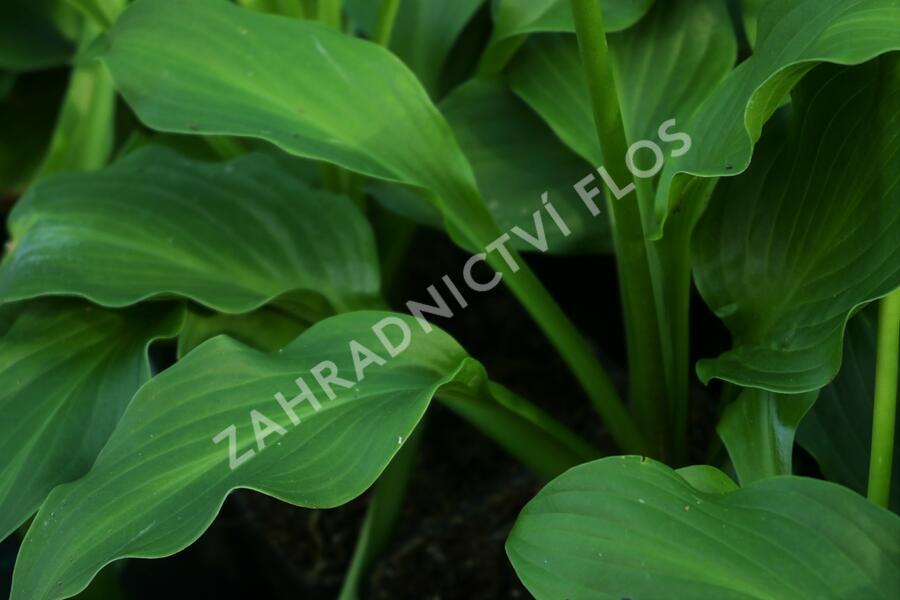 Bohyška vlnitolistá - Hosta undulata