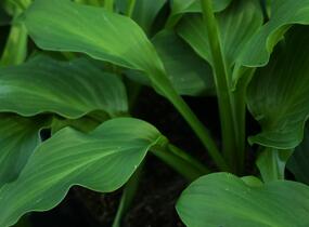 Bohyška vlnitolistá - Hosta undulata