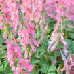 Dymnivka 'Beth Evans' - Corydalis 'Beth Evans'