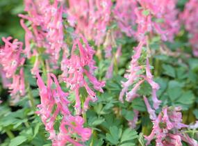 Dymnivka 'Beth Evans' - Corydalis 'Beth Evans'