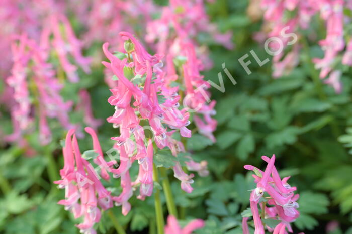 Dymnivka 'Beth Evans' - Corydalis 'Beth Evans'