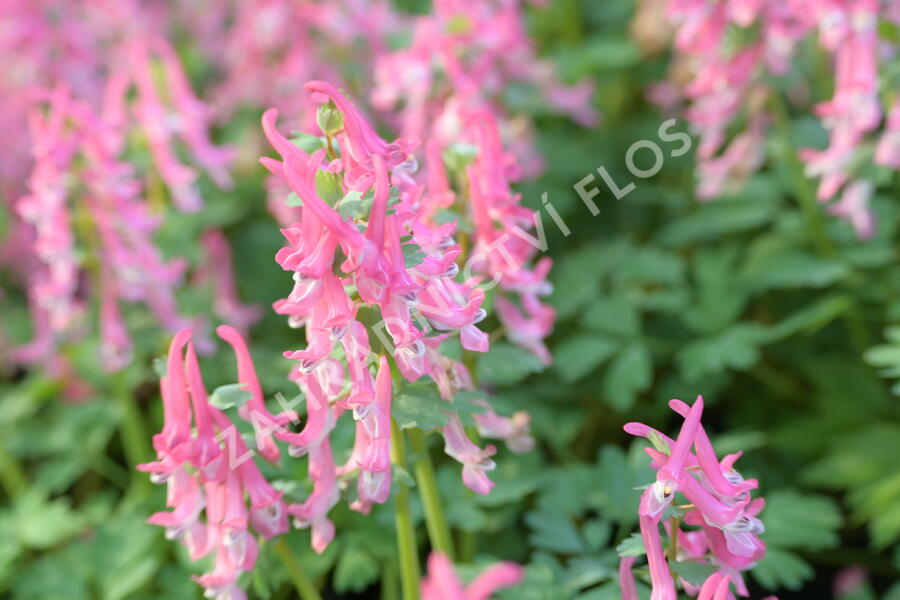 Dymnivka 'Beth Evans' - Corydalis 'Beth Evans'