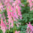 Dymnivka 'Beth Evans' - Corydalis 'Beth Evans'