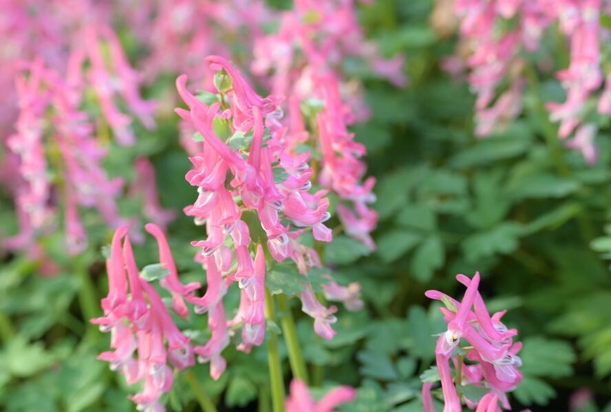 Dymnivka 'Beth Evans' - Corydalis 'Beth Evans'