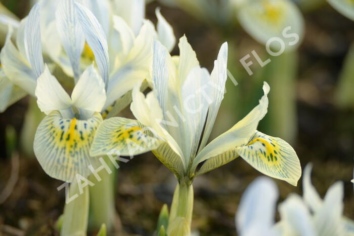 Kosatec síťkovaný 'Katharine Hodgkin' - Iris 'Katharine Hodgkin'