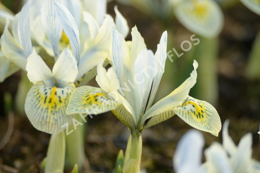 Kosatec síťkovaný 'Katharine Hodgkin' - Iris 'Katharine Hodgkin'