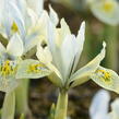 Kosatec síťkovaný 'Katharine Hodgkin' - Iris 'Katharine Hodgkin'