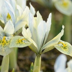 Kosatec síťkovaný 'Katharine Hodgkin' - Iris 'Katharine Hodgkin'