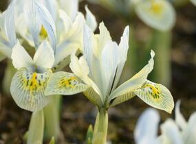 Kosatec síťkovaný 'Katharine Hodgkin' - Iris 'Katharine Hodgkin'