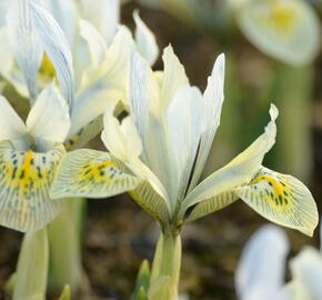 Kosatec síťkovaný 'Katharine Hodgkin' - Iris 'Katharine Hodgkin'