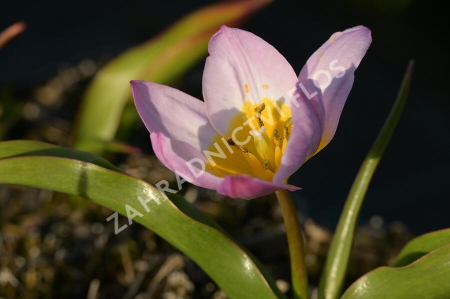 Tulipán botanický Bakerův 'Lilac Wonder' - Tulipa bakeri 'Lilac Wonder'