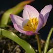 Tulipán botanický Bakerův 'Lilac Wonder' - Tulipa bakeri 'Lilac Wonder'