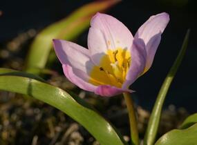 Tulipán botanický Bakerův 'Lilac Wonder' - Tulipa bakeri 'Lilac Wonder'