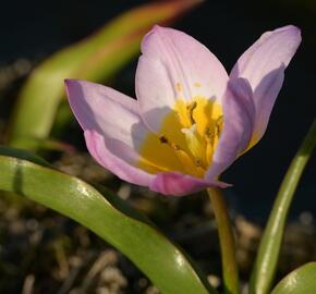 Tulipán botanický Bakerův 'Lilac Wonder' - Tulipa bakeri 'Lilac Wonder'