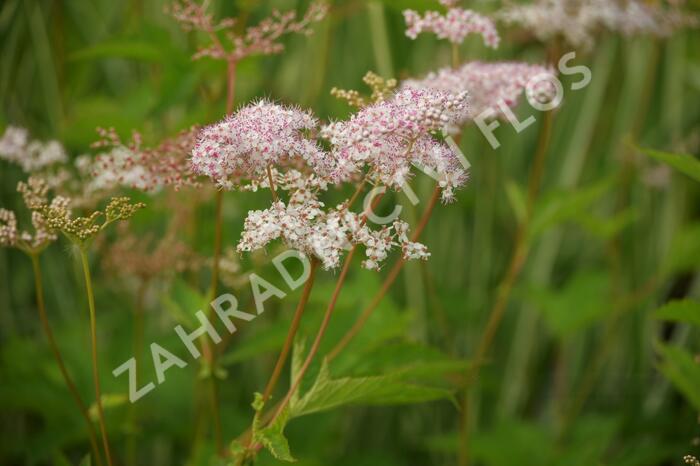Tužebník 'Kahome' - Filipendula palmata 'Kahome'