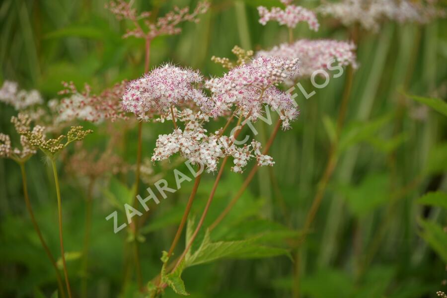 Tužebník 'Kahome' - Filipendula palmata 'Kahome'