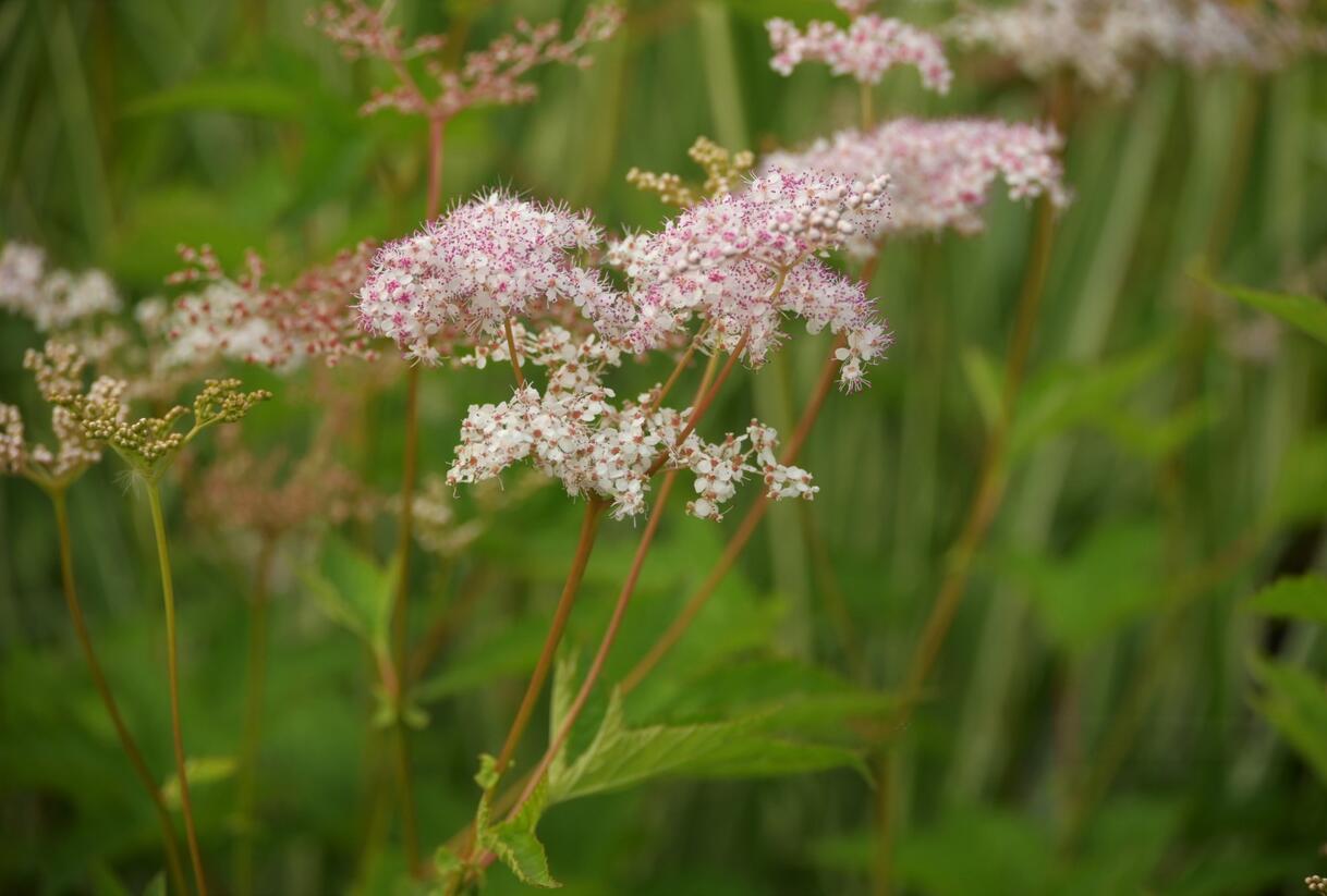 Tužebník 'Kahome' - Filipendula palmata 'Kahome'