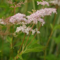 Tužebník 'Kahome' - Filipendula palmata 'Kahome'
