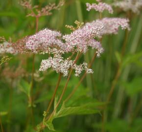 Tužebník 'Kahome' - Filipendula palmata 'Kahome'