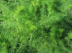 Fenykl obecný - Foeniculum vulgare