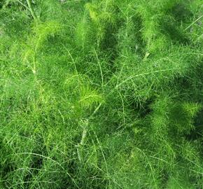 Fenykl obecný - Foeniculum vulgare