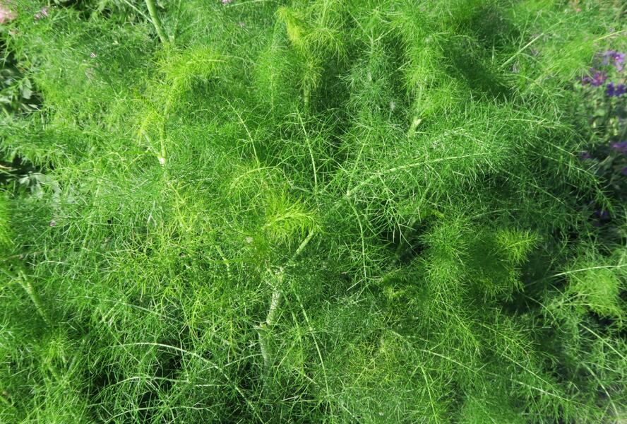 Fenykl obecný - Foeniculum vulgare