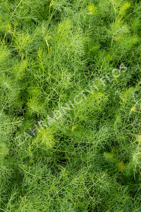 Fenykl obecný - Foeniculum vulgare