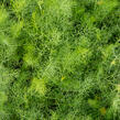 Fenykl obecný - Foeniculum vulgare