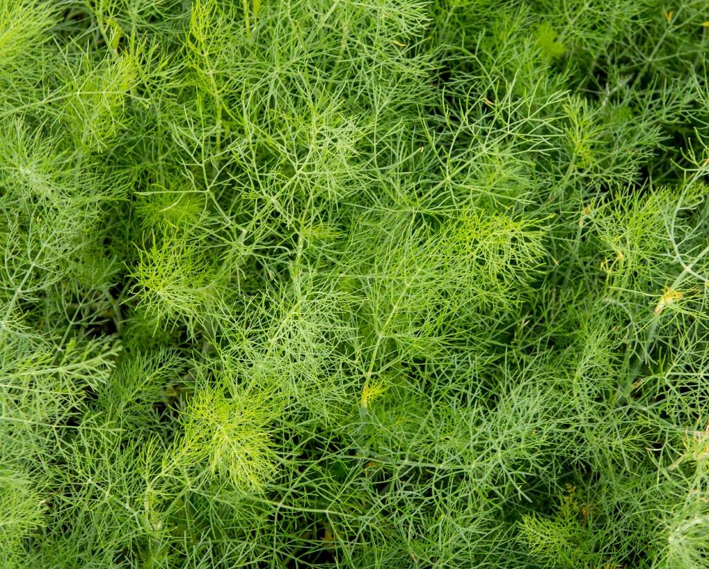 Fenykl obecný - Foeniculum vulgare