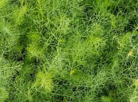 Fenykl obecný - Foeniculum vulgare