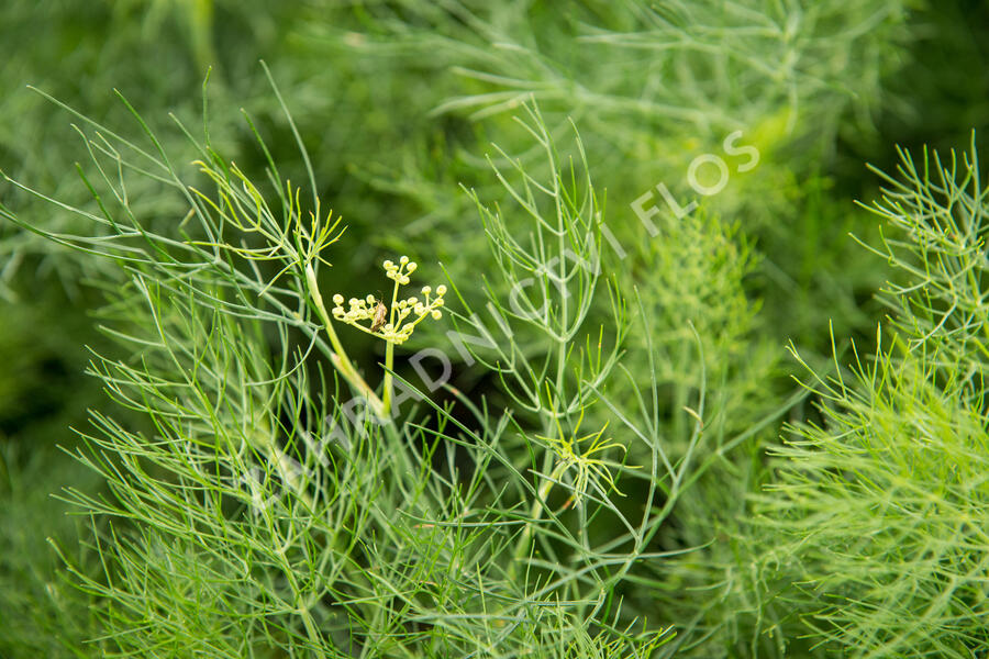 Fenykl obecný - Foeniculum vulgare