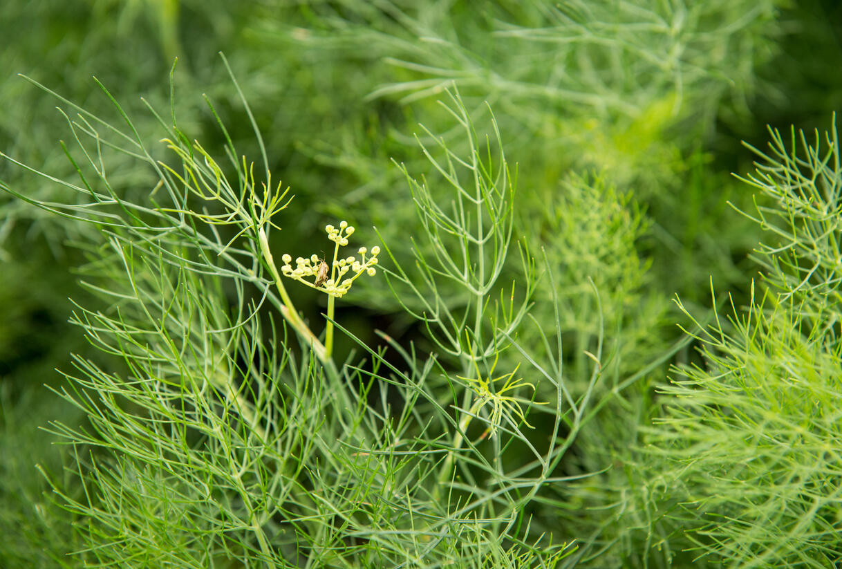 Fenykl obecný - Foeniculum vulgare