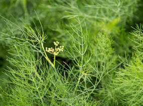 Fenykl obecný - Foeniculum vulgare